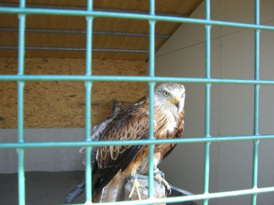 !Adlerwarte Pfänder Lochau_14