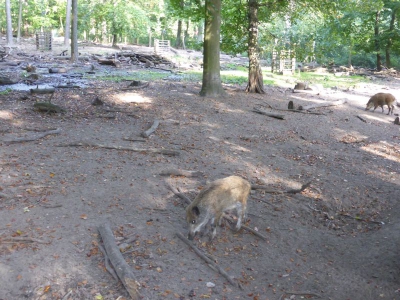 Revierförsterei Tegelsee 4017_06