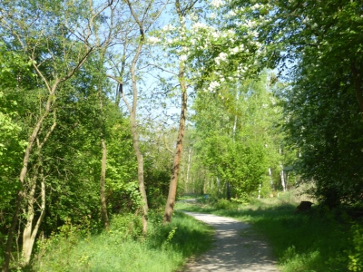 BMX MTB Trail Anlage 1518_03