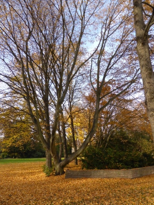 Schlosspark Niederschönhausen Berlin 4415