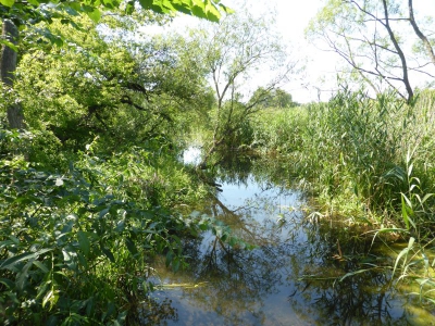 Tiefwerder Wiesen 3115_31