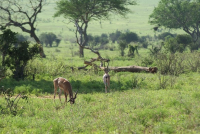 Antilopen O18_02
