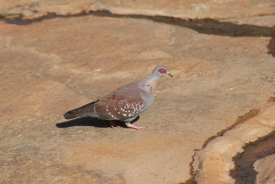 Guineataube O18_02