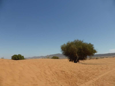 Mini Sahara südlich von Agadier 3816_02