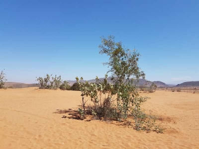 Mini Sahara südlich von Agadier 3816_12