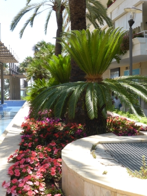 Marbella in der Nähe des Hafens Puerto Deportivo de Marbella Malaga Spanien 2515_15
