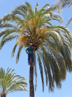 Marbella in der Nähe des Hafens Puerto Jose Banus  Malaga Spanien 2515_09