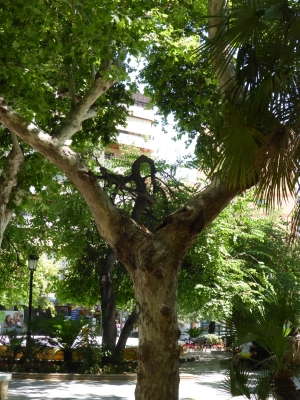 Park de Almeda Marbella Malaga Spanien 2515_08