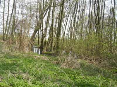 Radweg Stegelitz-Prenzlau_19