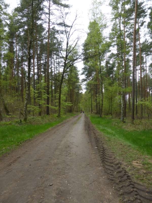 Elberadweg Hitzacker-Bleckede 1815_16