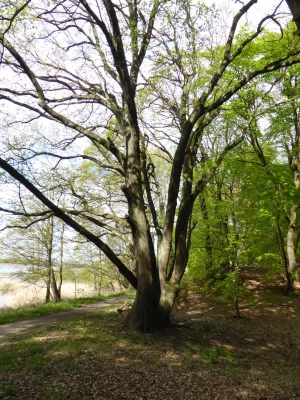 Elberadweg Lauenburg-Hamburg 1815_05