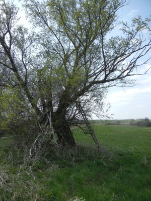 Radweg Prenzlau-Pasewalk_04