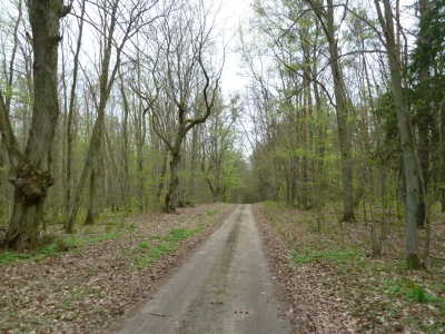 Radweg Stegelitz-Prenzlau