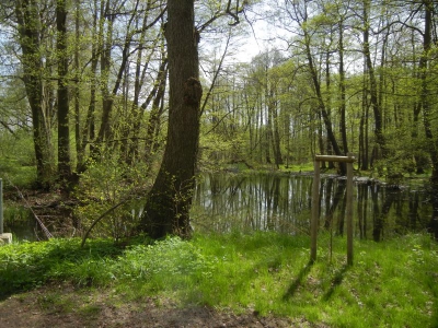 Radweg Biesenthal-Marienwerder_03