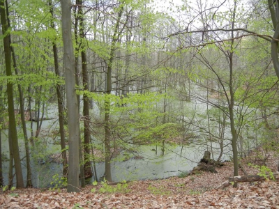 Radweg Glambeck-Stegelitz_05