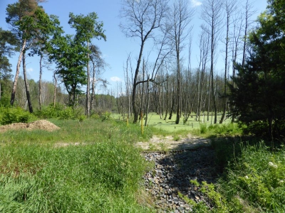 Schönower Heide bei Bernau 2714