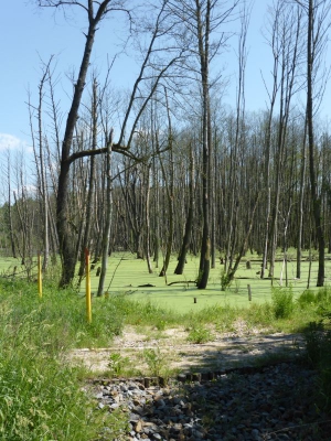 Schönower Heide bei Bernau 2714_02