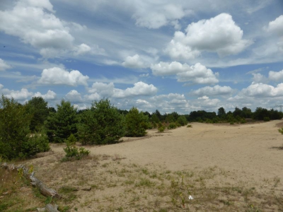 Schönower Heide bei Bernau 2714_09