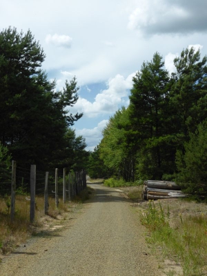 Schönower Heide bei Bernau 2714_11