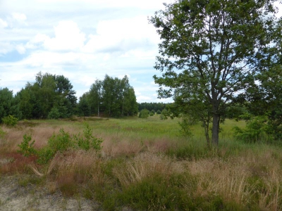 Schönower Heide bei Bernau 2714_13