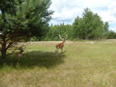 Schönower Heide bei Bernau 2714_14