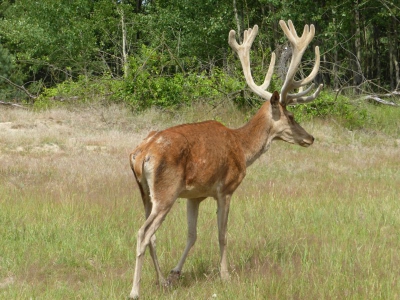 Schönower Heide bei Bernau 2714_15