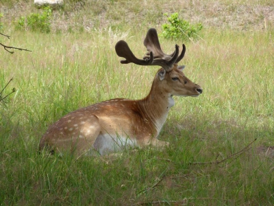 Schönower Heide bei Bernau 2714_16