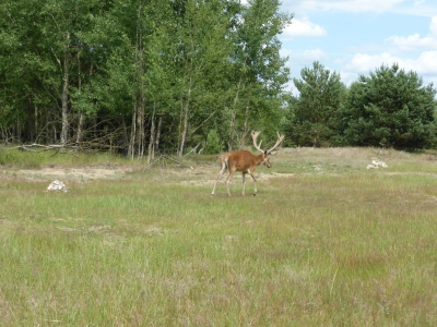 Schönower Heide bei Bernau 2714_17