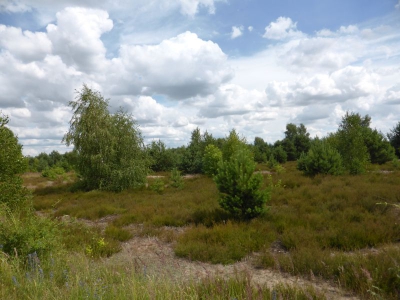 Schönower Heide bei Bernau 2714_21