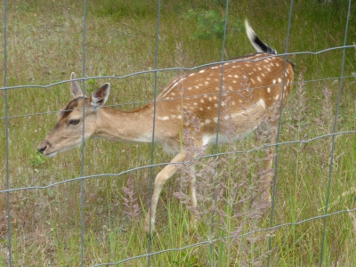 Schönower Heide bei Bernau 2714_22