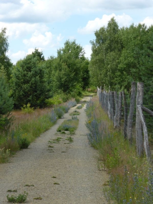 Schönower Heide bei Bernau 2714_23