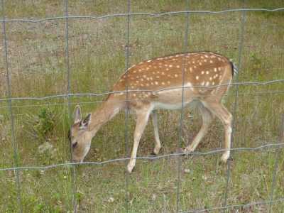 Schönower Heide bei Bernau 2714_24