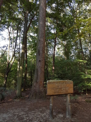 Höchster Baum Berlins Tegler Forst 3316_03