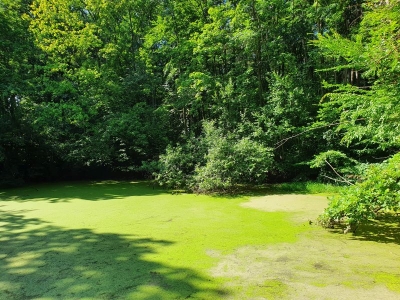 Baumkronenpfad Hainich 2520_12