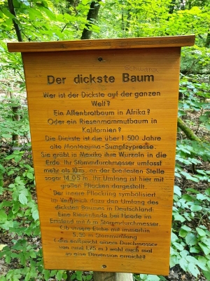 Baumkronenpfad Hainich 2520_52