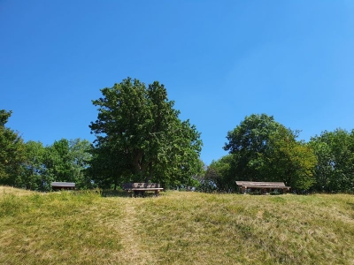 Mühlburg 2520_40