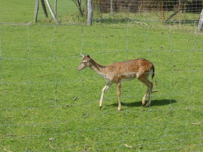 Wildgehege Botanischer Volkspark Blankenfelde Berlin22.14_04