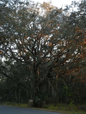 Bäume mit spanisch Moos Kissimmee_03