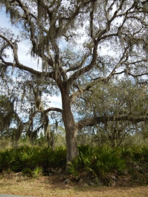 Bäume mit spanisch Moos Kissimmee_04