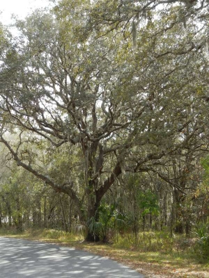 Bäume mit spanisch Moos Kissimmee_06
