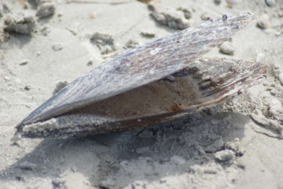 Muscheln Sanibel Florida_02