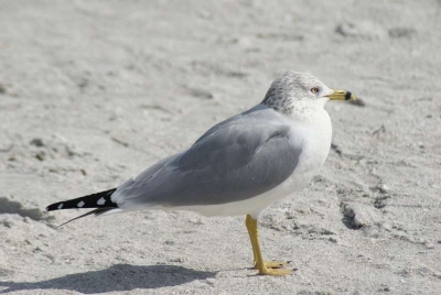 Ringschnabelmöwe Sanibel Florida