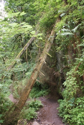 Lotenbachklamm bei Bonndof_11