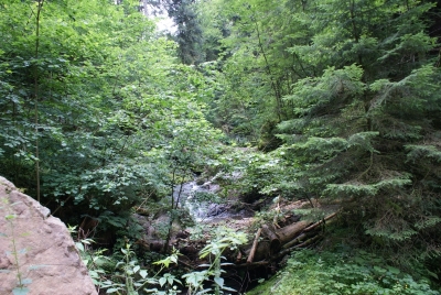 Lotenbachklamm bei Bonndof_15