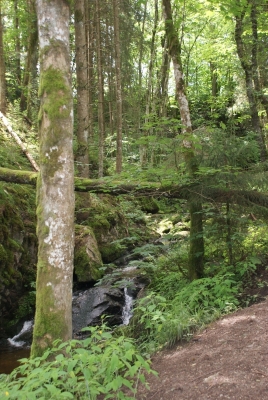 Lotenbachklamm bei Bonndof_27