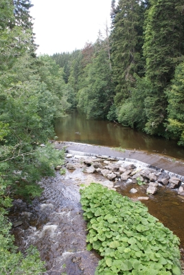 Lotenbachklamm bei Bonndof_31