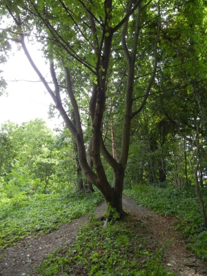 Koenigssee Grunewald_02
