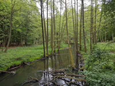 Finowtal-Pregnitzfließ 117_02