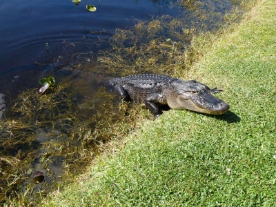 Everglades Safari Park_09