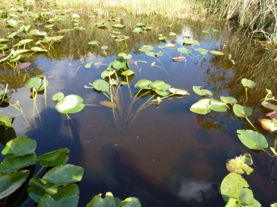 Everglades Safari Park_27